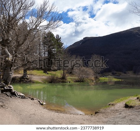 Big tree of the Calamone lake. National park of Appennino Tosco-Emiliano