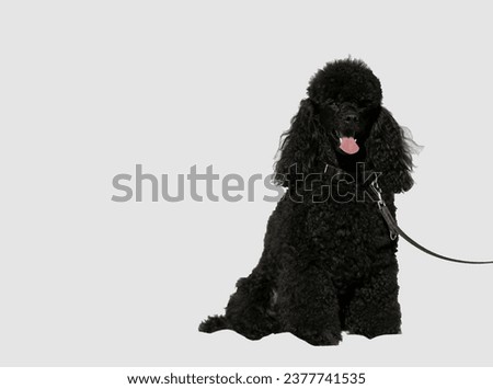 Graceful Poodle Pup: A Stunning Portrait of a Majestic Black Dog