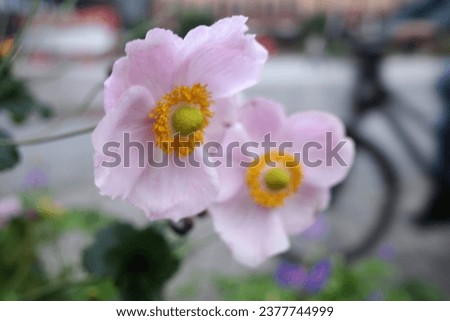 Pink anemone hupehensis or Japanese windflower in close-up. In the background the silhouette of a bicycle. Square in Assen, the Netherlands