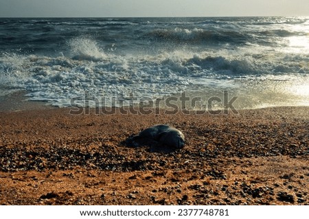 A young porpoise dolphin (Phocaena phocaena) died during a storm (or for other reasons) and was washed ashore by the waves. Azov Sea. Arabatskaya strelka, Crimea Royalty-Free Stock Photo #2377748781