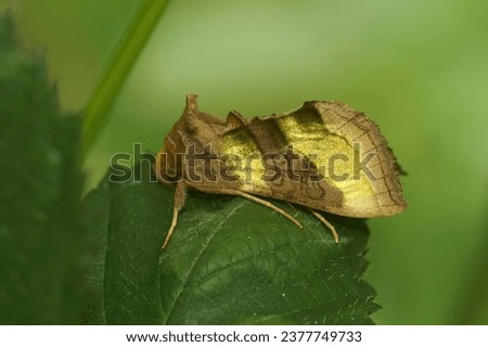Natural detailed closeup on the colorful burnished brass owlet moth, Diachrysia chrysitis sitting in the vegetation Royalty-Free Stock Photo #2377749733