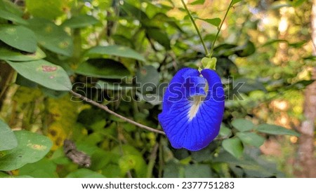 Clitoria Ternatea Flower or Bunga Telang