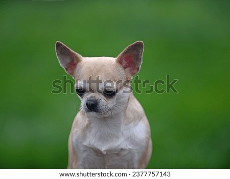 Portrait of a smooth-haired chihuahua on a green background,