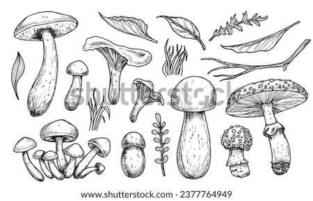 Mushrooms vector set. Hand drawn vector illustration of fungus in black and white colors. Drawing of boletus and fly agaric in line art style. Sketch of forest porcini and champignons group. Royalty-Free Stock Photo #2377764949