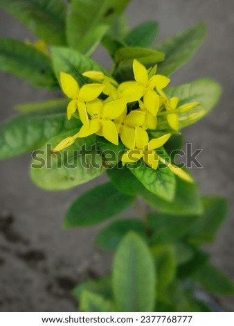 yellow colour flower image flora floral image location Village gujrat India Date 20 10 2023 photo shoot time 10:14am