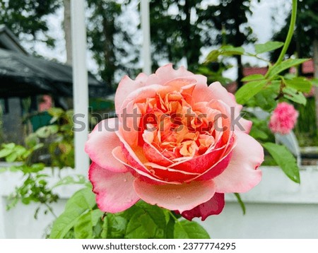 Beautiful sweet mixed pink and red colors of roses are blooming and bright in the rose garden among the green leaves with the good weather on a sunny day in the rainy season.