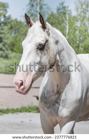 horse head, no rope, no halter, free horse white