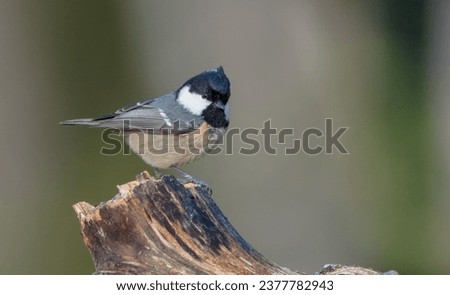 Coal tit in autumn at a wet forest