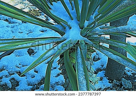 A beautiful, natural tropical plant, a palm tree in the snow in winter..