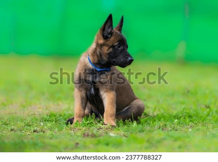Portrait of a Belgian Malinois puppy in a blue collar sitting on the grass Royalty-Free Stock Photo #2377788327