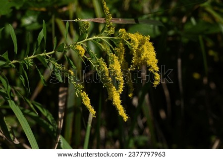 Tall goldenrod flowers. Seasonal background material. An insect-pollinated perennial flower of the Asteraceae family native to North America.