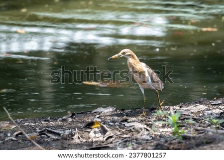 The Javan pond heron, Ardeola speciosa is a wading bird of the heron family, found in shallow fresh and salt water wetlands