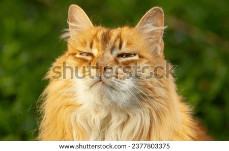 Orange cat portrait sunset squinting eyes Royalty-Free Stock Photo #2377803375