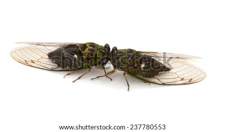 Two cicada insects in love