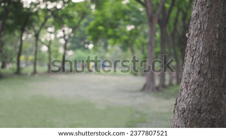 Defocus photos of the public park, the part of the stem as foreground . Picture for use in illustrations Background image or copy space