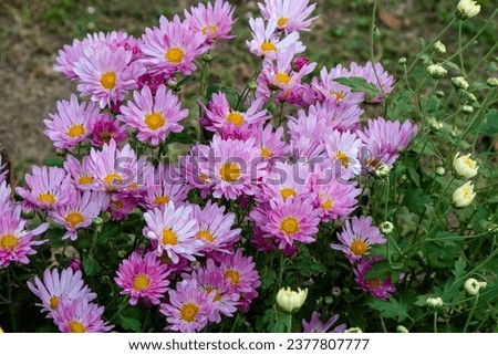 Close up photo of a bunch of dark pink chrysanthemum flowers with yellow centers. A very colorful and lively bouquet of pink aster flowers