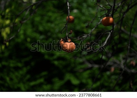 Japanese persimmon ( Kaki ) fruits. The taste of autumn. Seasonal background material.
