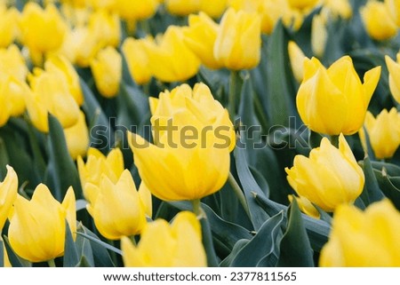 Yellow tulip, picture is taken from Corbett Gardens, Bowral during tulip festivals.