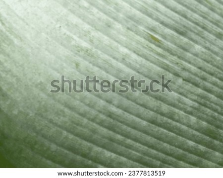 The image zooms in to show the stripes of the green leaves.  Ornamental herb leaves  Strange view of nature  Can be made as a background. Royalty-Free Stock Photo #2377813519