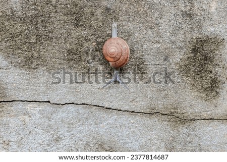Small of snail holding in the wall in concept picture of moment of animal.
