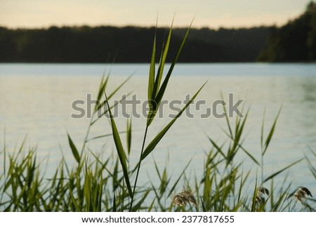 Reed grows in water. Summer evening near a forest lake, reeds on thin long stems and long narrow green leaves grow in the water near the shore. Behind the plants there is a calm surface of the water Royalty-Free Stock Photo #2377817655