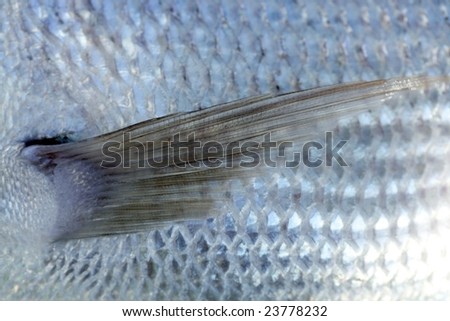Denton, Mediterranean sparus fish, family of gilthead and snapper