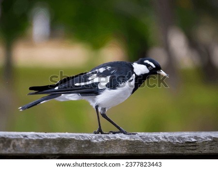 A friendly black and white Magpie-lark (Grallina cyanoleuca) an Australian bird with pee-o-wit' cry called Pee Wee , Murray magpie or Mudlark, looks for food on a late morning in late spring. Royalty-Free Stock Photo #2377823443