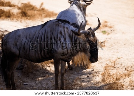 portrait of a wildebeest in the shade