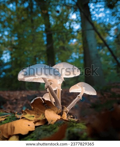 Amazing mushroom picture in the forest