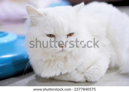 a white cat with orange eyes.
