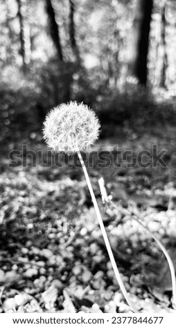 Black and white picture of a Dandelion.