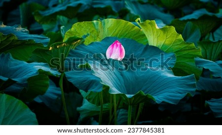Beautiful blossom pink Lotus flower in Pond, South Korea