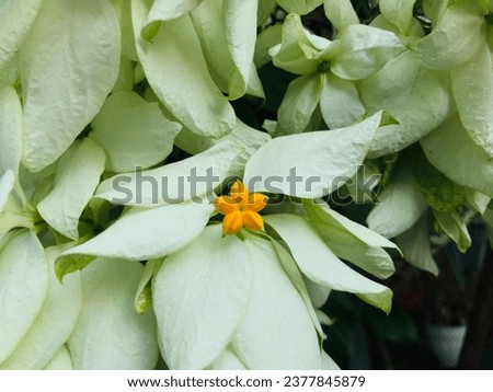 The White Mussaenda Flower is also known as the Nusa Indah Flower which is beautiful and pleasing to the eye