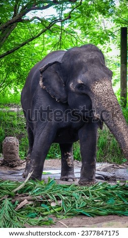 Elephant tourist places kerala (Stock image)