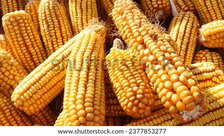 

A pile of corn in the sunlight 
Big corn