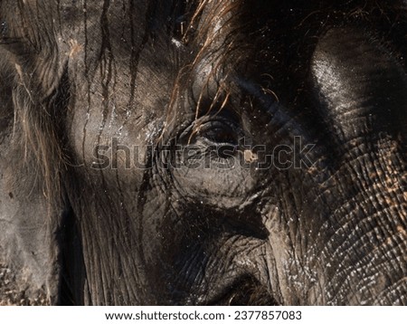 portrait picture of "Sumatran Elephant", in color with grainy