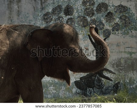 portrait picture of "Sumatran Elephant", in color with grainy