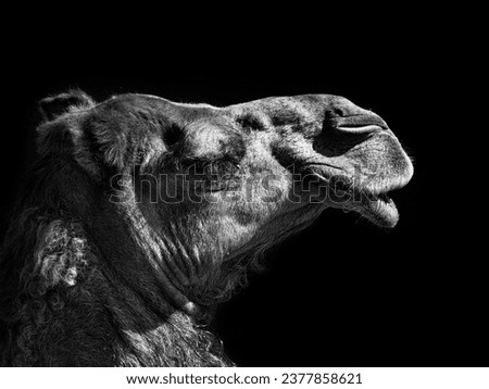 Camel portrait photo in black and white format with grainy Royalty-Free Stock Photo #2377858621