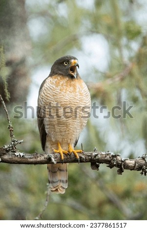 A bird posing in a branch.