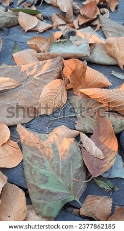 fallen leaves in the fall season a perfect background picture 