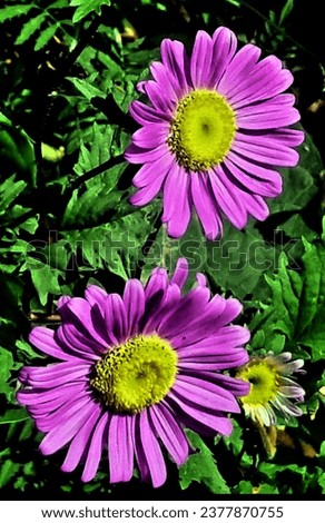 ASTER AMELLUS, the European Michaelmas daisy is a perennial herbaceous plant and the type species of the genus Aster and the family Asteraceae. Royalty-Free Stock Photo #2377870755