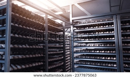 Hatching eggs on the trolley  in the incubator machine before candling selection  processing. Royalty-Free Stock Photo #2377875063