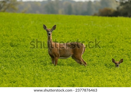 The white-tailed deer or Virginia deer on the pasture.