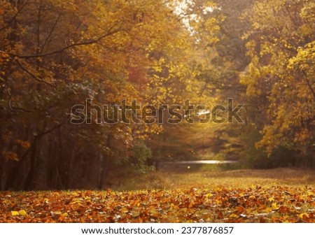 A river flowing through a forest during the fall season. The forest is filled with deciduous trees, particularly maple trees, which have leaves that have turned various shades of orange and red. Royalty-Free Stock Photo #2377876857