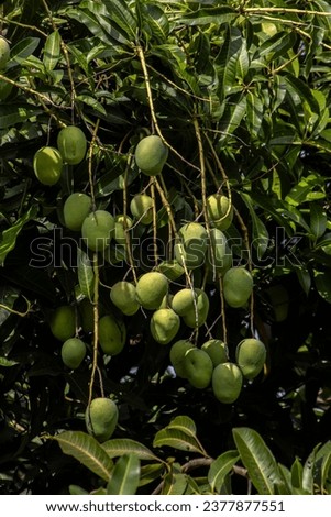 Mango is the fruit of the mango tree (Mangifera indica L.), a fruit tree from the Anacardiaceae family, native to South and Southeast Asia. It was successfully introduced in Brazil,