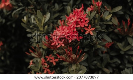 the photo of Ixora Flower, picture took at central park