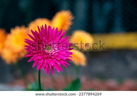 Beautiful pink aster flower blooming in the garden. Macro flower photography, selective focus.