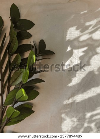 Zamioculcas zamifolia- dollar tree. Zanzibar Gem The tree is named auspicious. Suitable for decorating your home and office. Zamioculcas zamifolia di samping bayangan bunga lainnya.