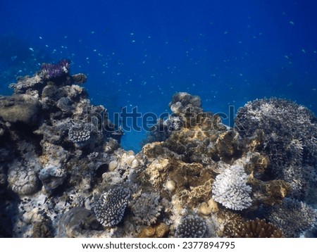 Snorkeling at Rowley Shoals coral picture