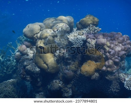 Coral bommie showcases different corals and fish Royalty-Free Stock Photo #2377894801